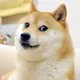 Dogecoin price above $0.19 on May 10 2025, at 11:59pm UTC? thumbnail